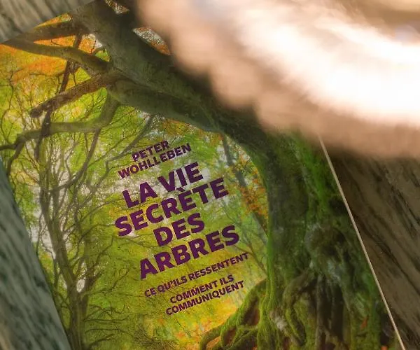 Chambres De Charme Avec Piscine - Le Monde De Charlie - Proche Vichy Гостевой дом Бельрив-сюр-Алье